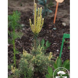 Сосна обыкновенная Брентмор Блонд