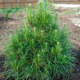 Сосна обыкновенная Ксаверув