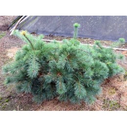 Сосна Веймутова Ниагара Фолз