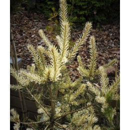 Сосна обыкновенная Биалогон