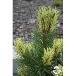 Сосна горная Мисти