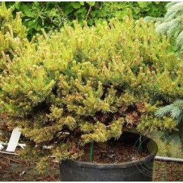 Сосна Банкса Чиппева