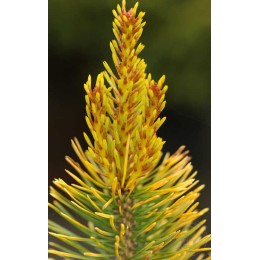Сосна обыкновенная Вулфс Голд