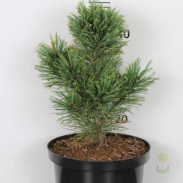 Сосна кедровая стланиковая / кедровый стланик Хлорокарпа