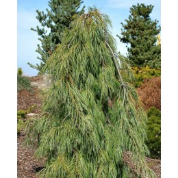 Сосна Веймутова Энджел Фоллс