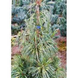 Сосна кедровая корейская Драгон Ай