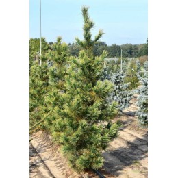 Сосна кедровая Ауреовариегата