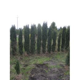 Тисс ягодный Фастигиата Робуста