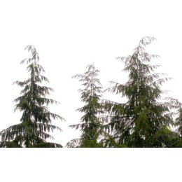 Тсуга западная