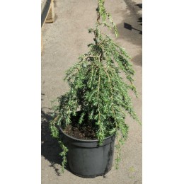 Тсуга канадская Пендула