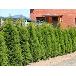 Туя западная Смарагд