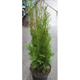 Туя западная Дарк Эмберс Лесдасма