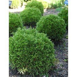 Туя западная Красналь