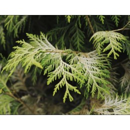 Туя западная Бор