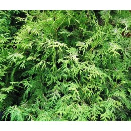 Туя западная Бор