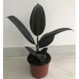 Фикус каучуконосный Абиджан / Ficus elastica Abidjan