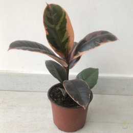 Фикус каучуконосный Бейлиз / Ficus elastica Belize