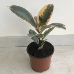 Фикус каучуконосный Тинеке / Ficus elastica Tineke