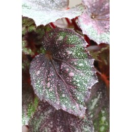 Бегония Рекс смесь