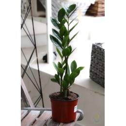 Замиокулькас Замифолия