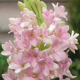 Полиантес Сенсейшн