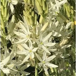 Камассия Лейхтлина Силк Ривер