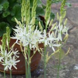 Камассия Лейхтлина Силк Ривер