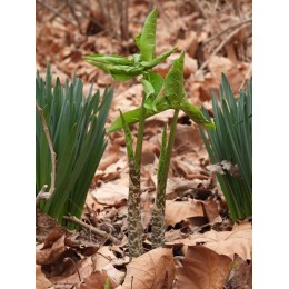 Дракункулюс / Аронник обыкновенный