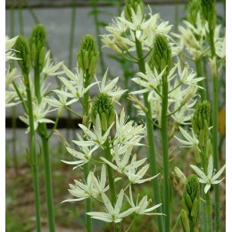 Камассия Лейхтлина Сакаджавея