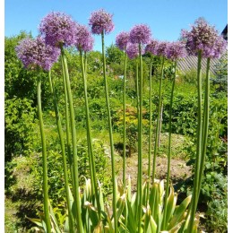 Аллиум микс