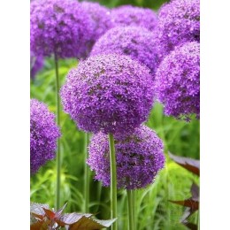 Лук Раунд энд Пёрпл