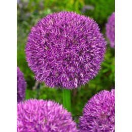 Аллиум Пинбол Визард