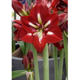 Амариллис Барбадос