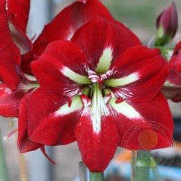 Амариллис Барбадос