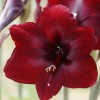 Амариллис Бенфика