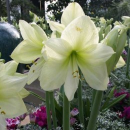 Амариллис Лемон Стар