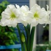 Амариллис Мон Блан