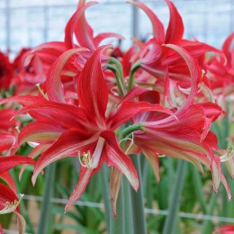 Амариллис Кито