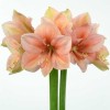 Амариллис Рилона
