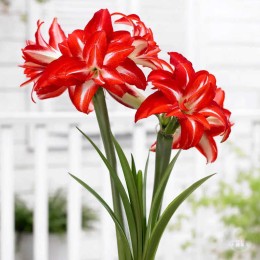 Амариллис Сплэш