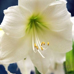 Амариллис Маттерхорн