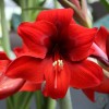 Амариллис Ред Лион
