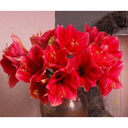 Амариллис Ред Лион