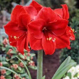 Амариллис Ред Лион