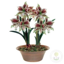 Амариллис Папилио