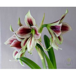 Амариллис Папилио