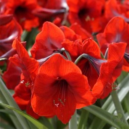 Амариллис Ред