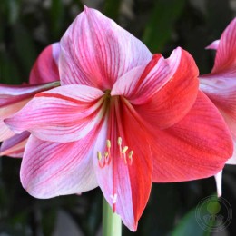 Амариллис Гервазе