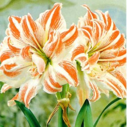 Амариллис Дансинг Квин