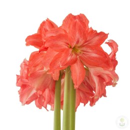 Амариллис Леди Джейн